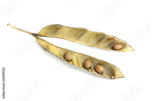 Seed from a lupine plant isolated on white background