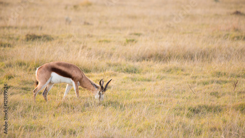 Springbok grazing in long grass