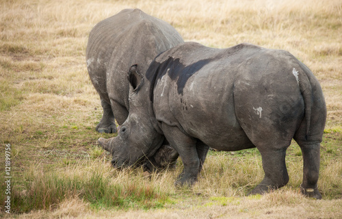 Pregnant White Rhino comforts her mate