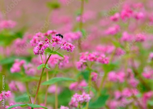 赤ソバの花咲く