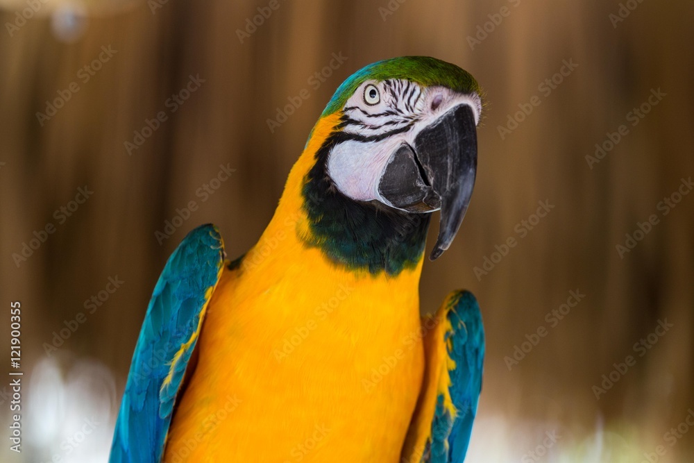 Fototapeta premium Blue-and-yellow macaw
