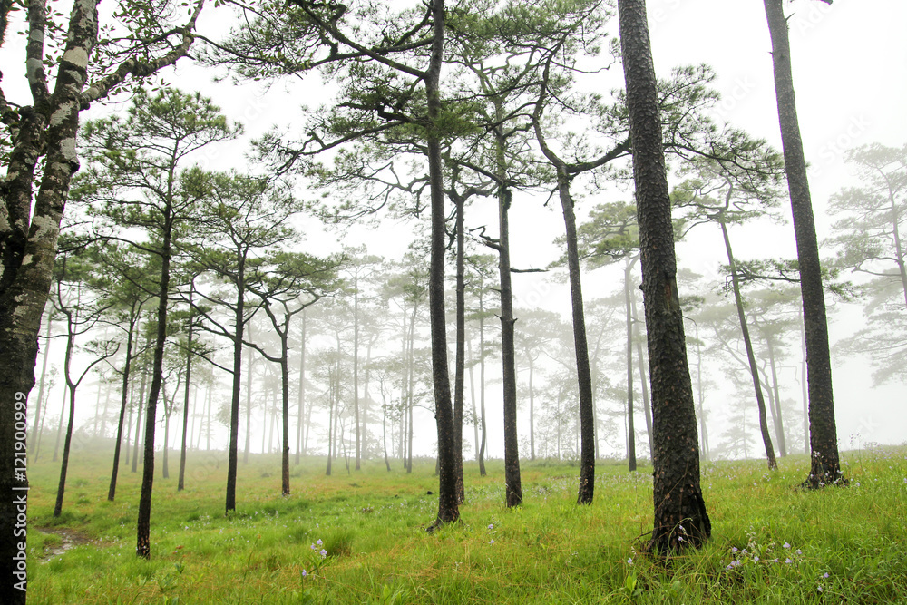 Foggy pine field forest landscape Foggy pine field forest landscape