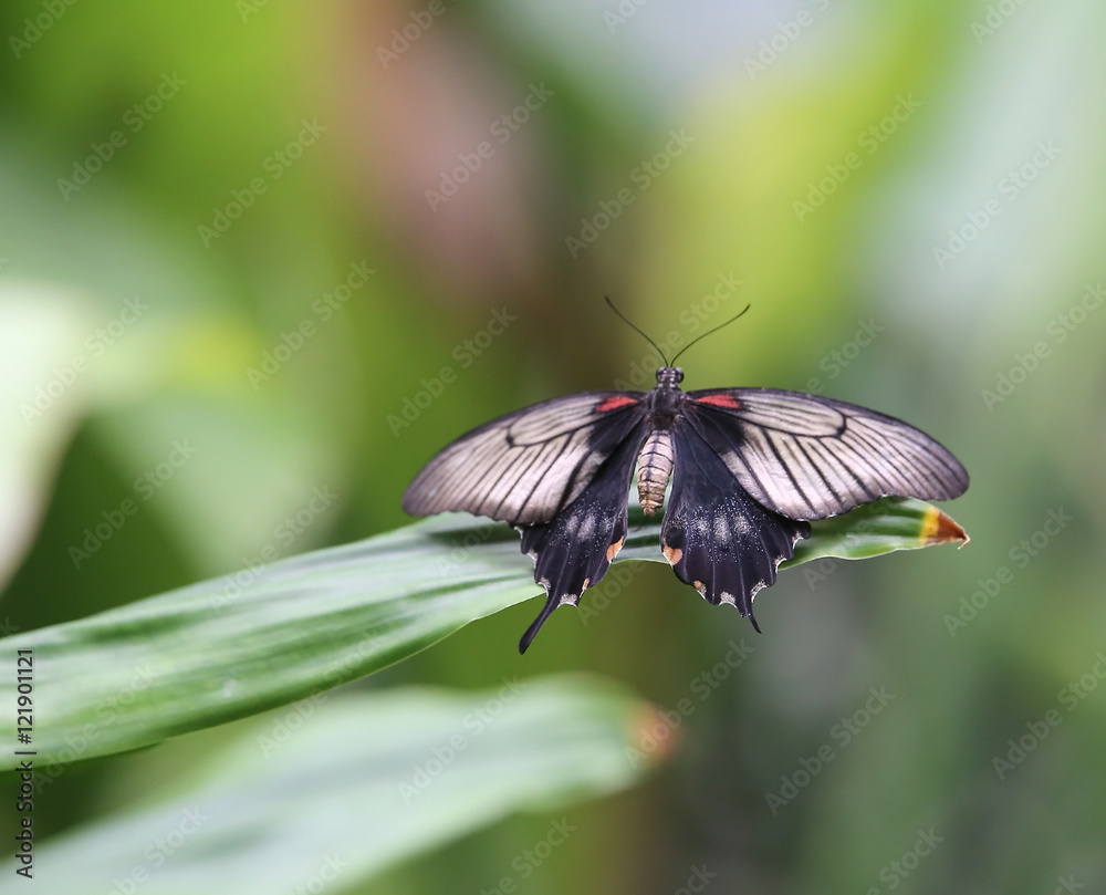 Fototapeta premium big butterfly on green leaf