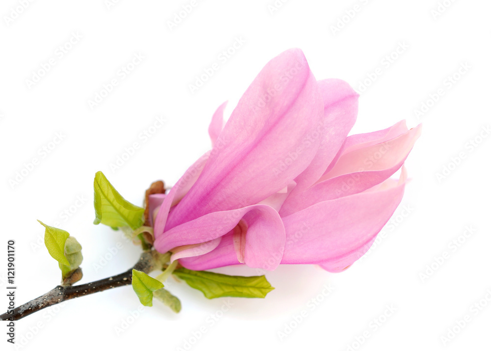 Susan magnolia