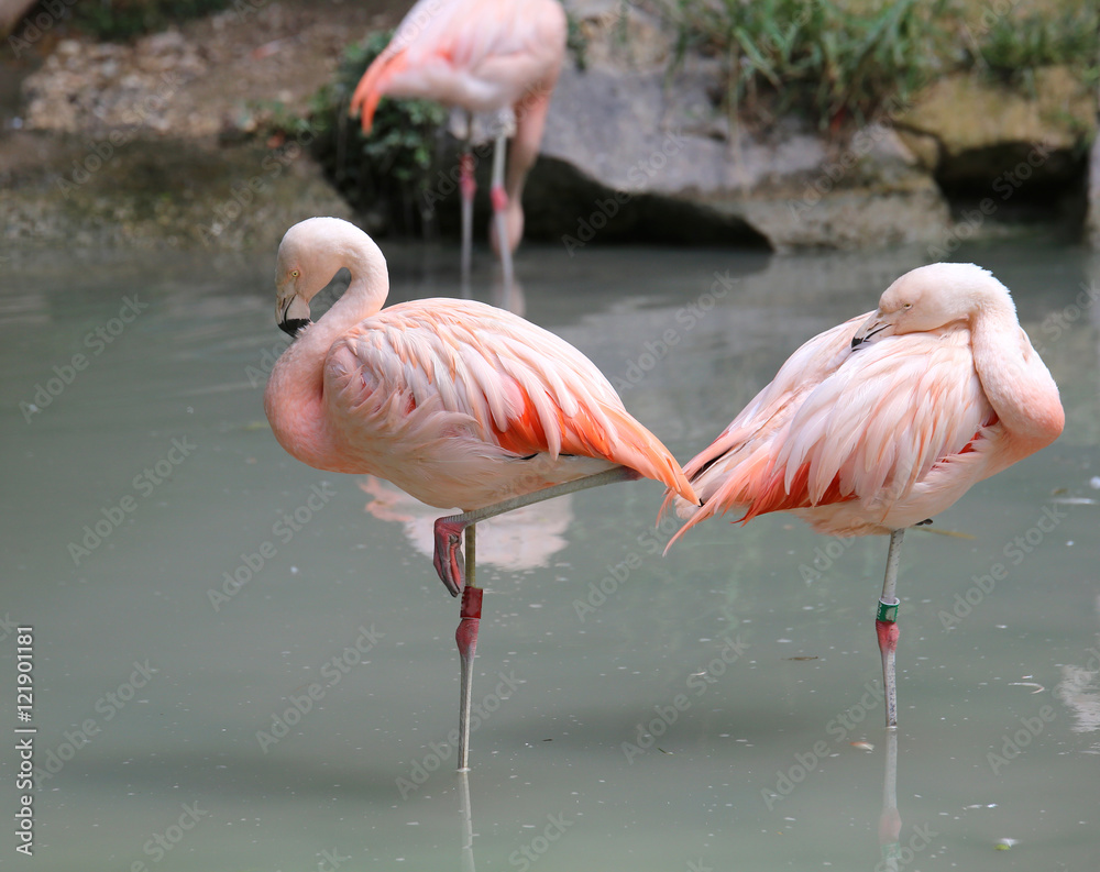 pink Flamingos often stand on one leg