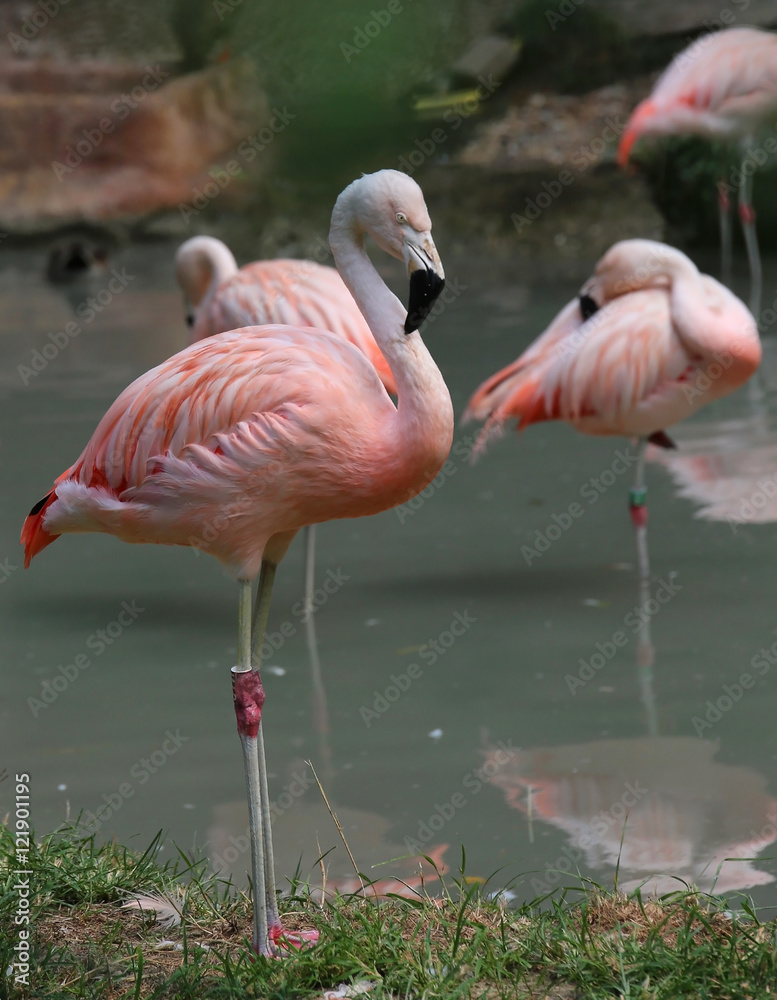 pink flamingo with colored feathers and long beak pink flamingo with colored feathers and long beak