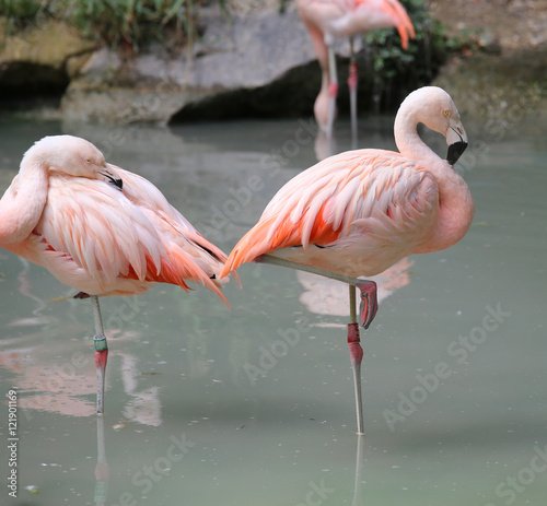 pink flamingos on one leg on the bank of the pond
