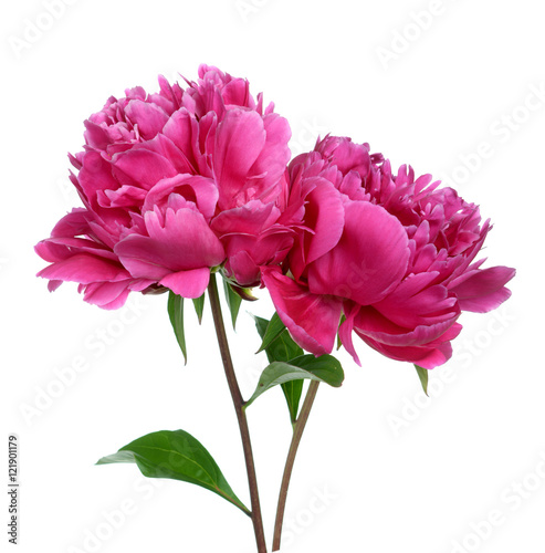 Peony flower