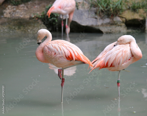pink Flamingos often stand on one leg © ChiccoDodiFC