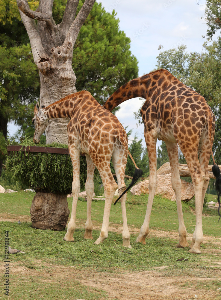Obraz premium two African Giraffes with long neck eats