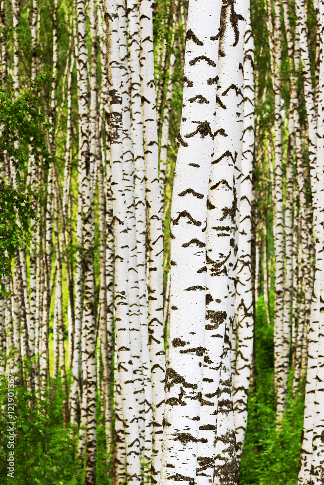 Fototapeta premium summer in birch forest
