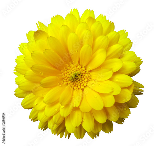 Flower calendula blossoms yellow   with dew  white isolated background with clipping path. no shadows. Closeup with no shadows. Nature.