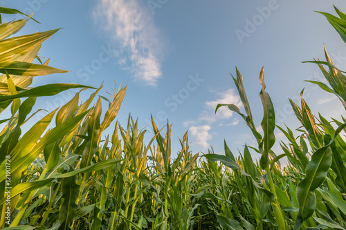 Landscape with Corn Field