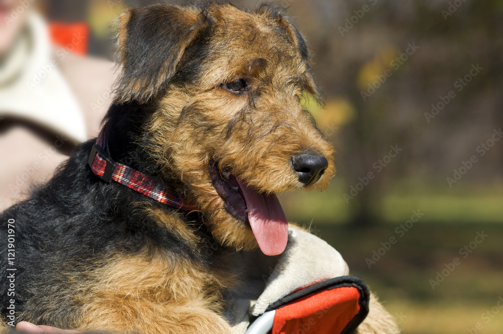 Airedale terrier Close-up in the park Airedale terrier Close-up in the park