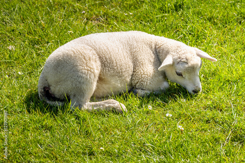 Little lamb lies in the fresh grass in springtime