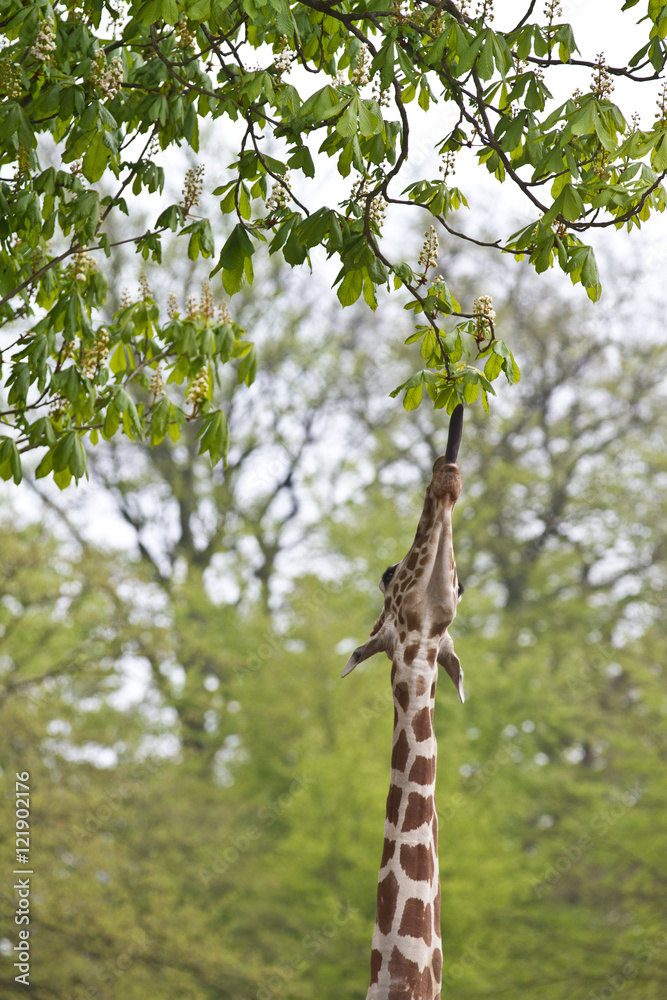 Fototapeta premium Girafe eating a leaf