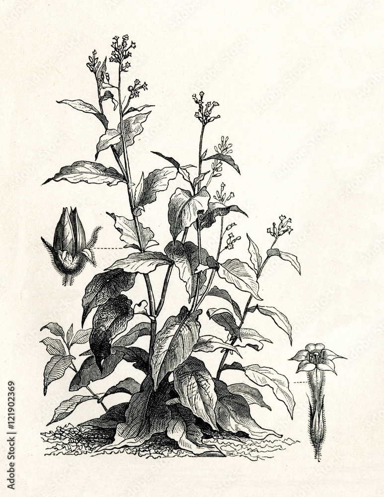 Cultivated tobacco (Nicotiana tabacum) (from Meyers Lexikon, 1895, 7/338/339)