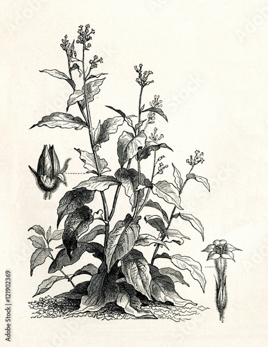 Obraz na płótnie Cultivated tobacco (Nicotiana tabacum) (from Meyers Lexikon, 1895, 7/338/339) w salonie