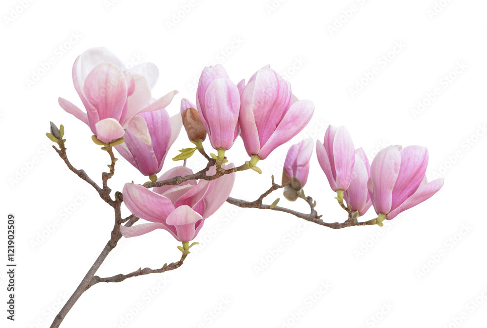 Naklejka premium pink magnolia flower