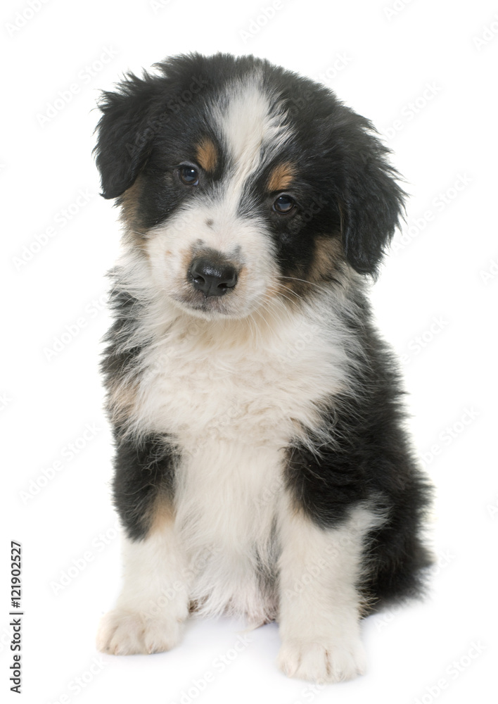 puppy australian shepherd in studio