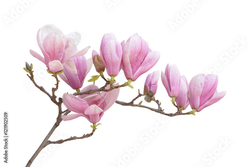  pink magnolia flower