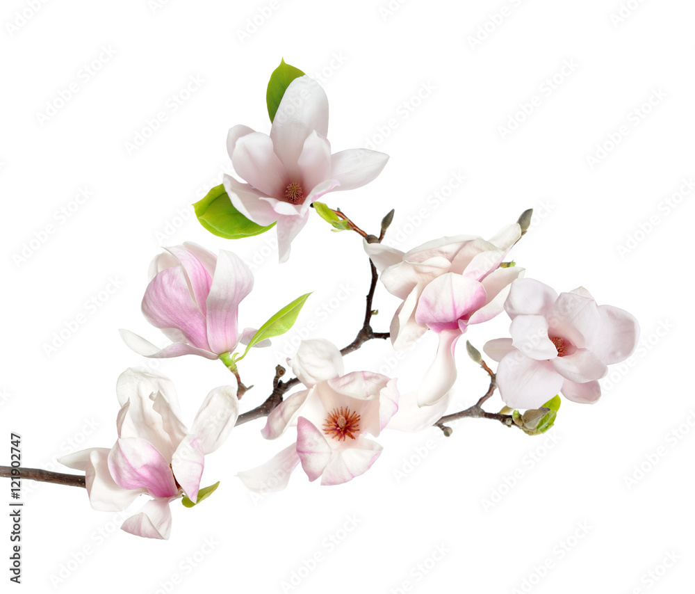 Fototapeta premium kwiat magnolii