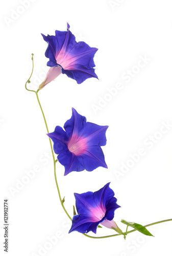 purple morning glory photo