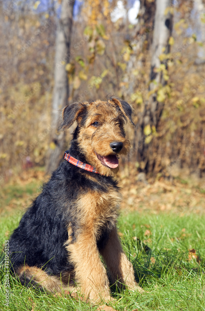 Airedale terrier Close-up in the park Airedale terrier Close-up in the park
