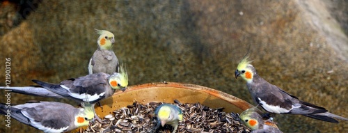 Canvas Print Group of Cockatiels birds eating in a park