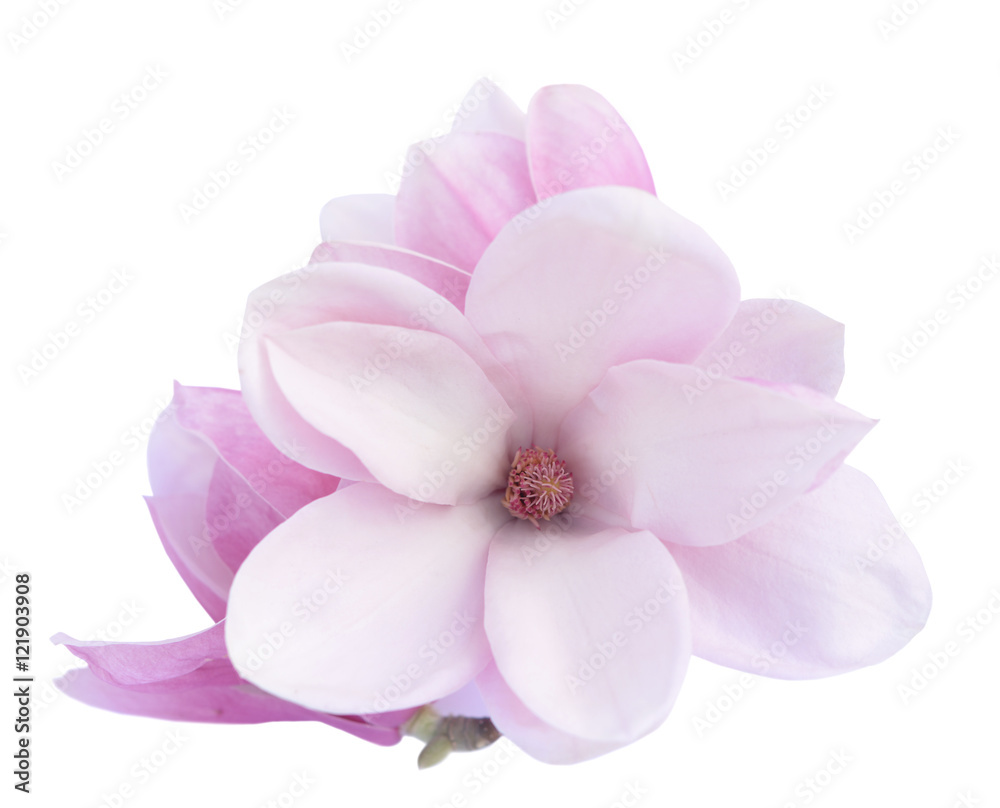 Naklejka premium magnolia