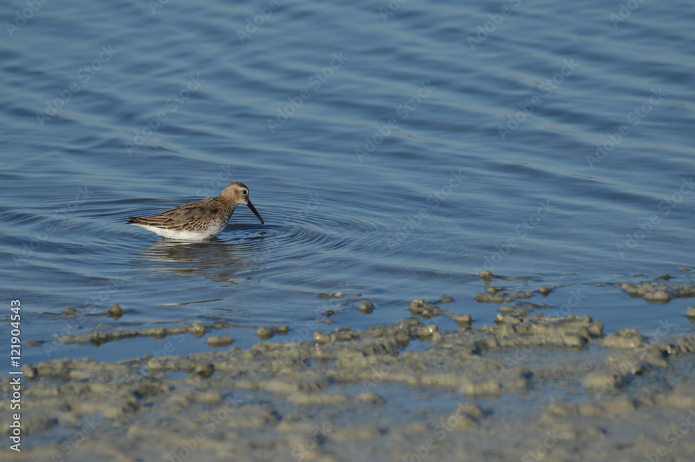 paisajes de marismas y aves en las salinas paisajes de marismas y aves en las salinas