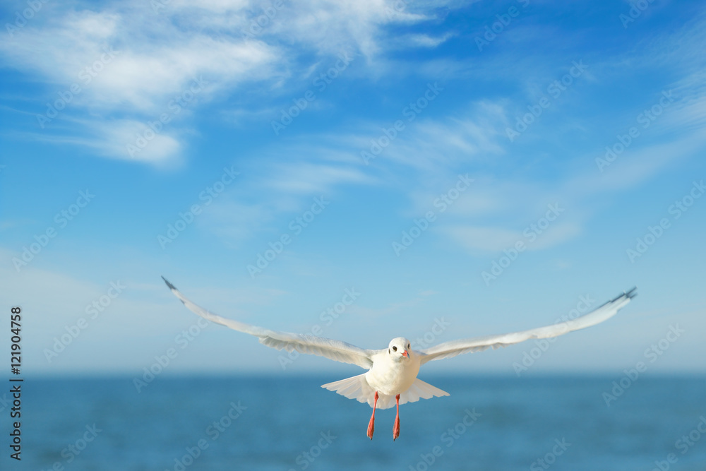 Naklejka premium seagull in flight against the blue sky