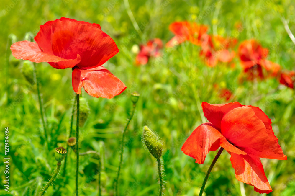 Obraz premium wild poppies,herbaceous plant with showy flowers, milky sap, and