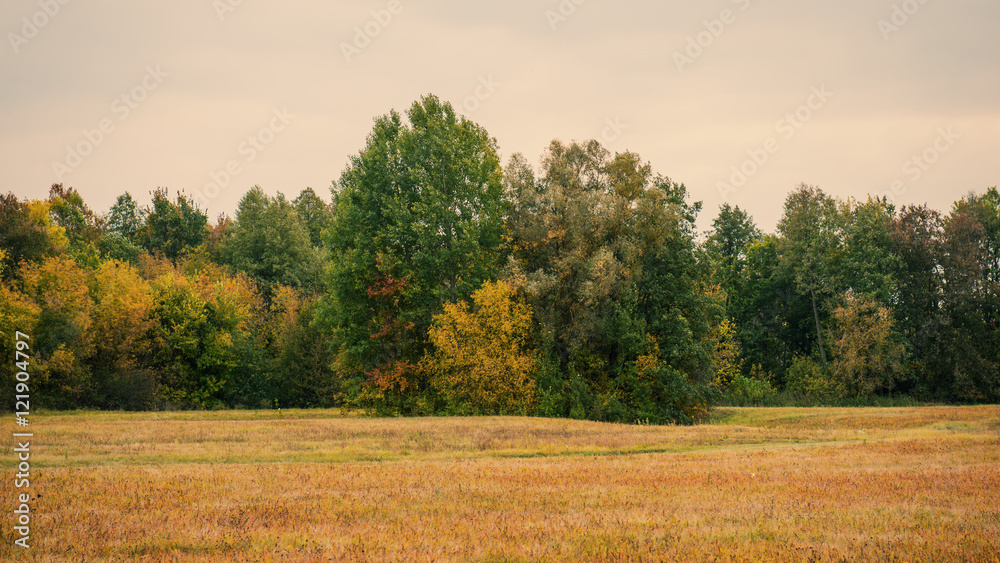 Fototapeta premium rural landscape