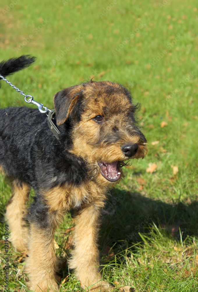 Airedale terrier Close-up in the park Airedale terrier Close-up in the park