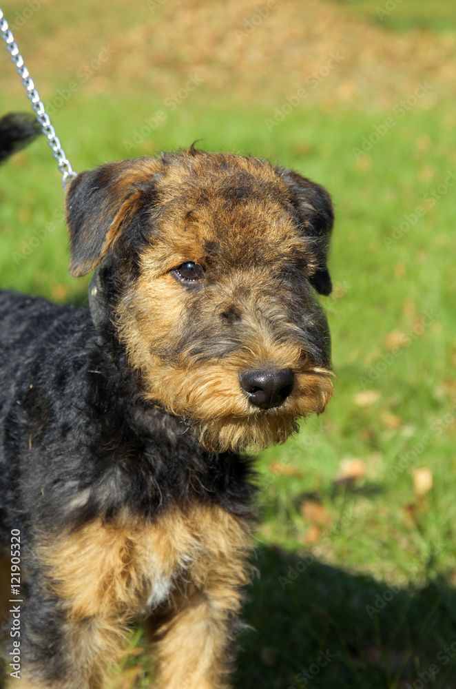 Airedale terrier Close-up in the park Airedale terrier Close-up in the park