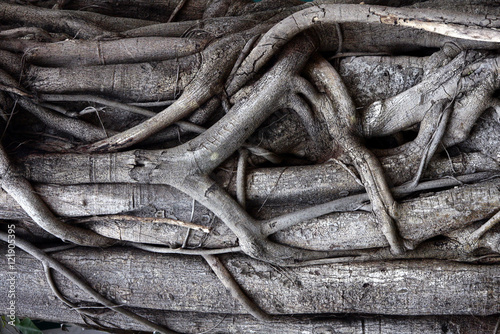 Woven tree roots inverse photo