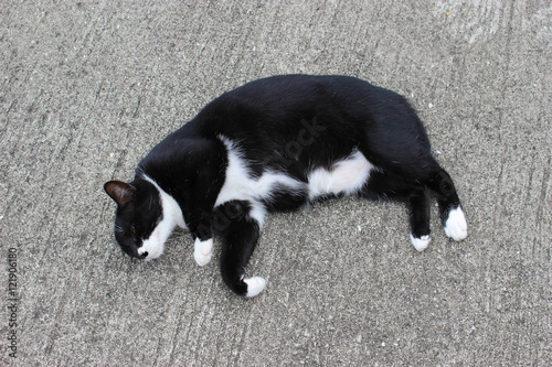 寝そべる黒白のソックス猫