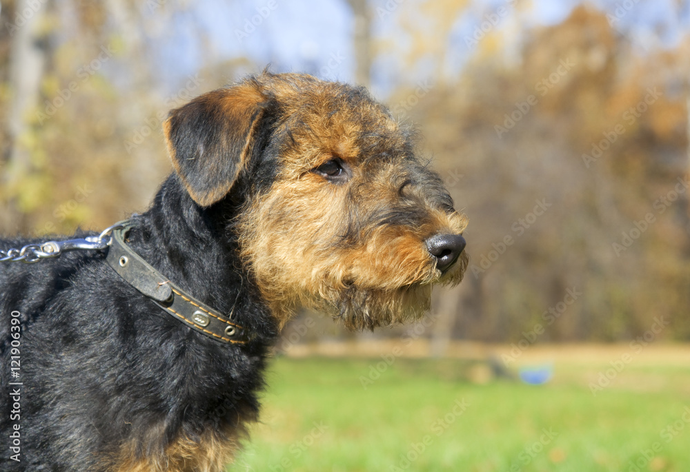 Airedale terrier Close-up in the park Airedale terrier Close-up in the park