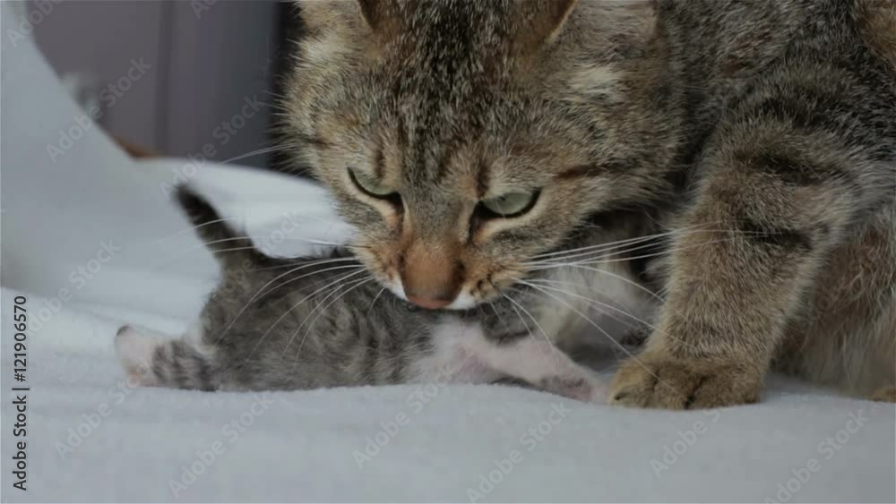Caring mother cat carry a newborn blind kitten in her mouth. Caring mother cat carry a newborn blind kitten in her mouth.