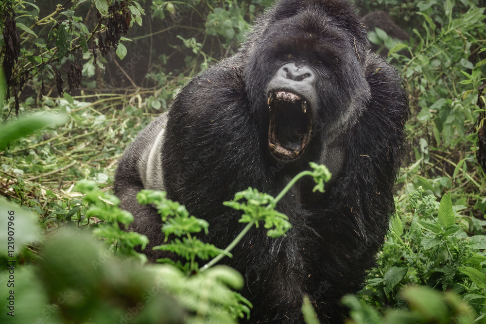 Silverback mountain gorilla in the misty forest opening mouth Stock
