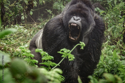 Silverback mountain gorilla in the misty forest opening mouth photo