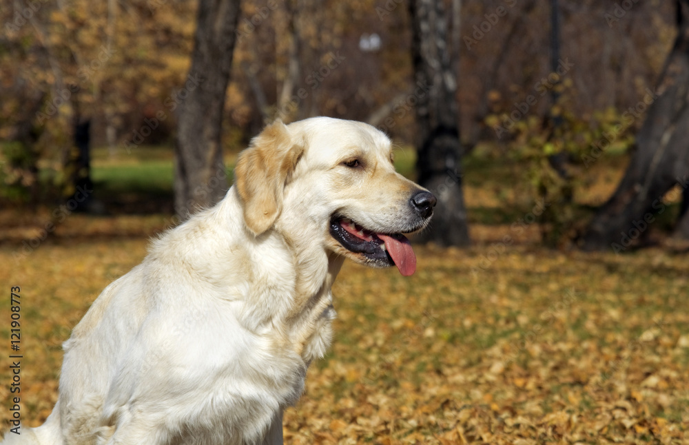 golden Retriever Close-up in the park golden Retriever Close-up in the park