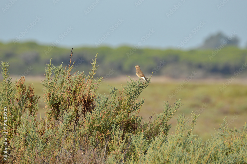 paisajes de marismas y aves en las salinas paisajes de marismas y aves en las salinas