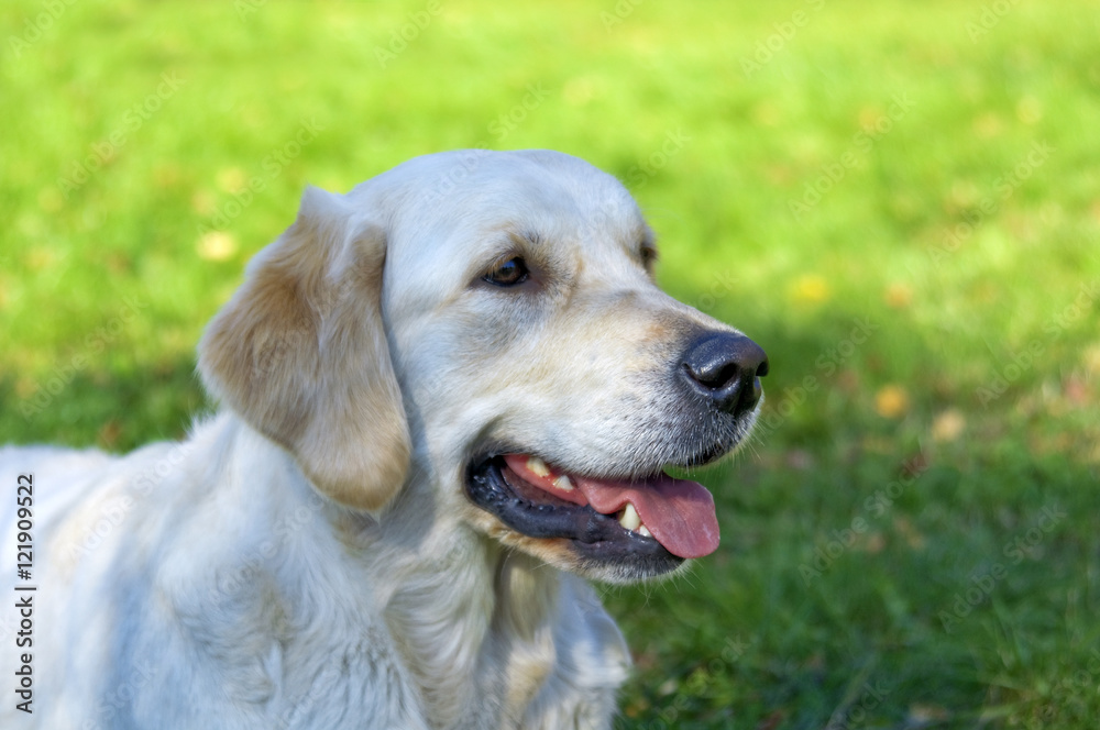 golden Retriever Close-up in the park