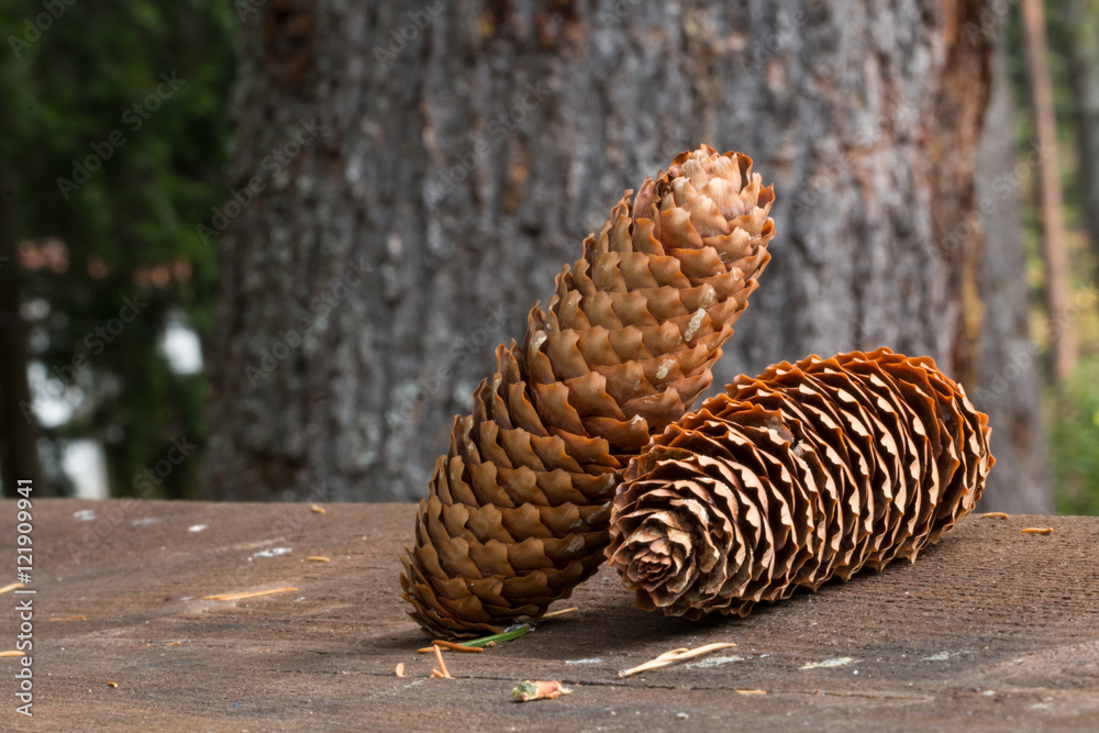 Pine cones close-up Pine cones close-up