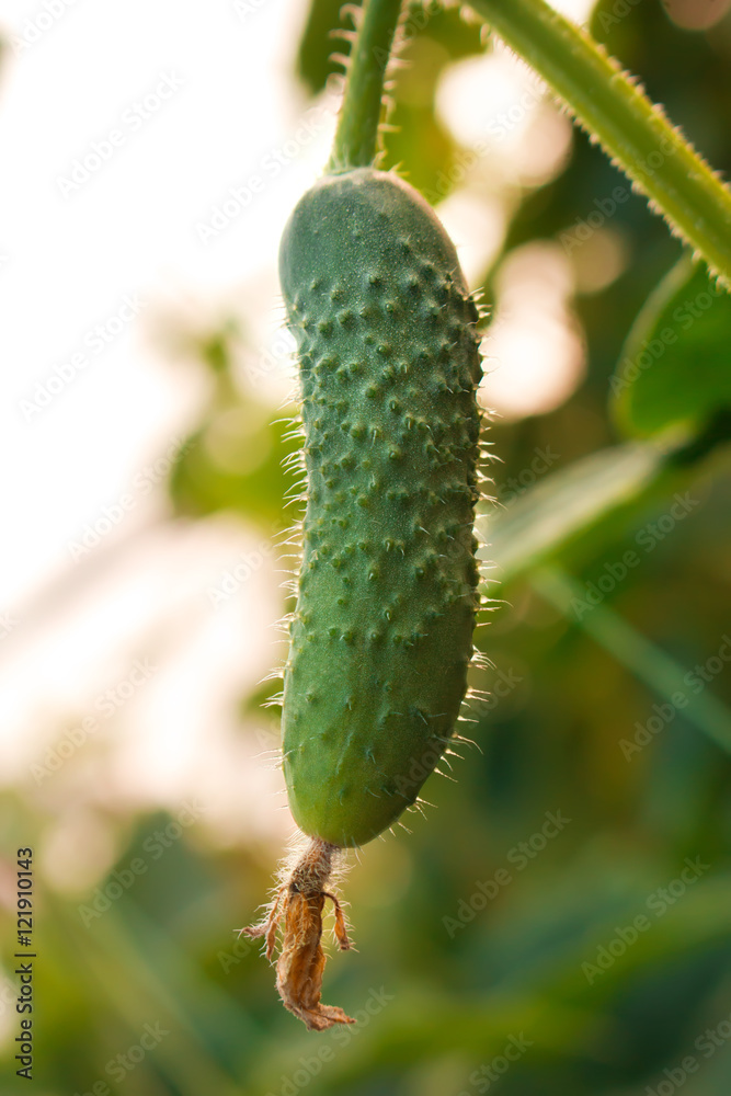 young cucumber in the greenhouse at sunset young cucumber in the greenhouse at sunset