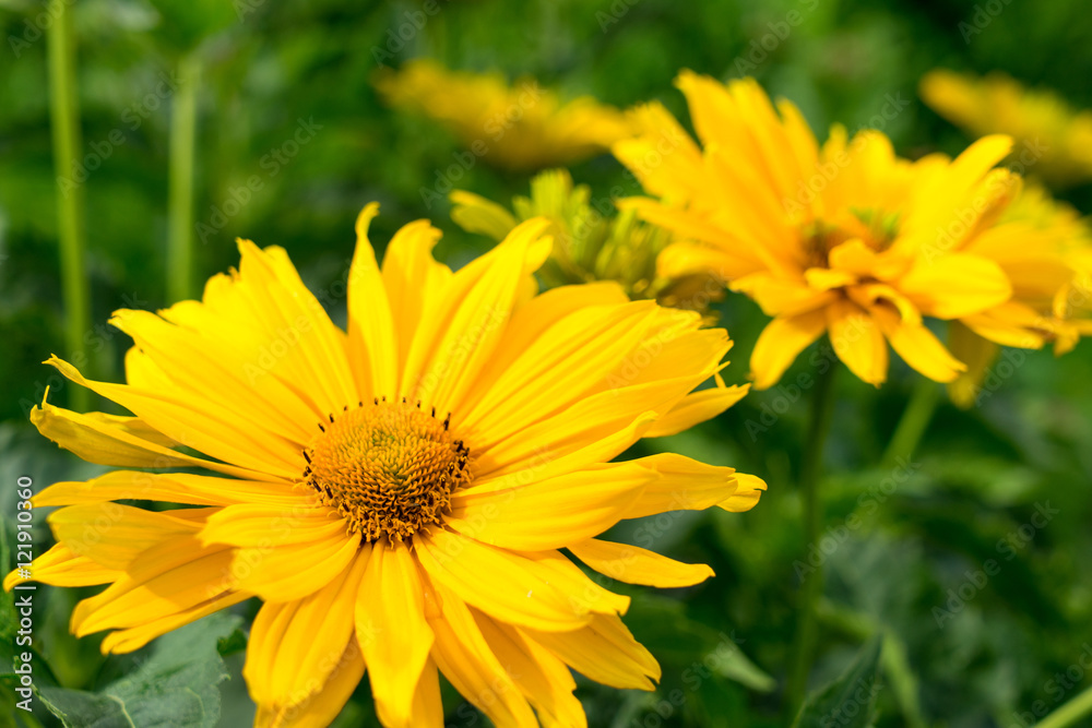 Flowers / Closeup of beautiful yellow flowers Flowers / Closeup of beautiful yellow flowers