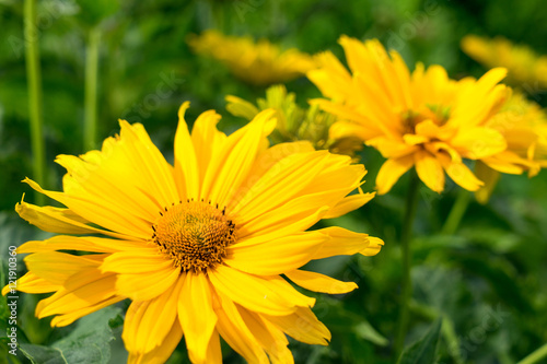 Flowers / Closeup of beautiful yellow flowers
