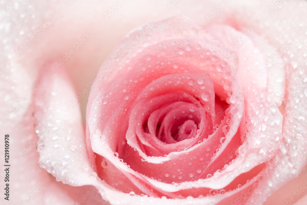 Naklejka premium Pink Rose